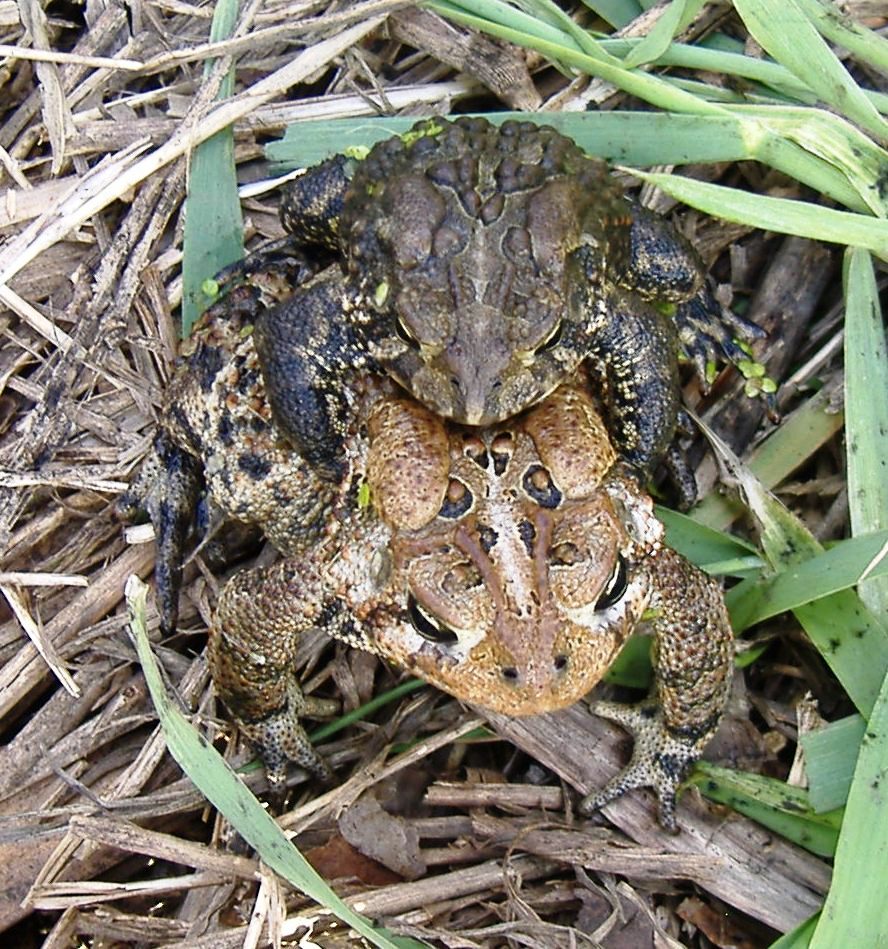 Bufo americanus