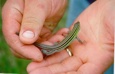 Cnemidophorus sexlineatus