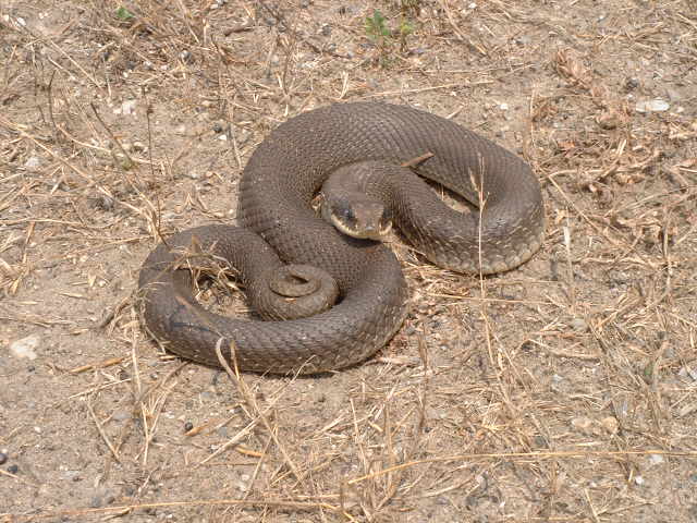 Heterodon platirhinos
