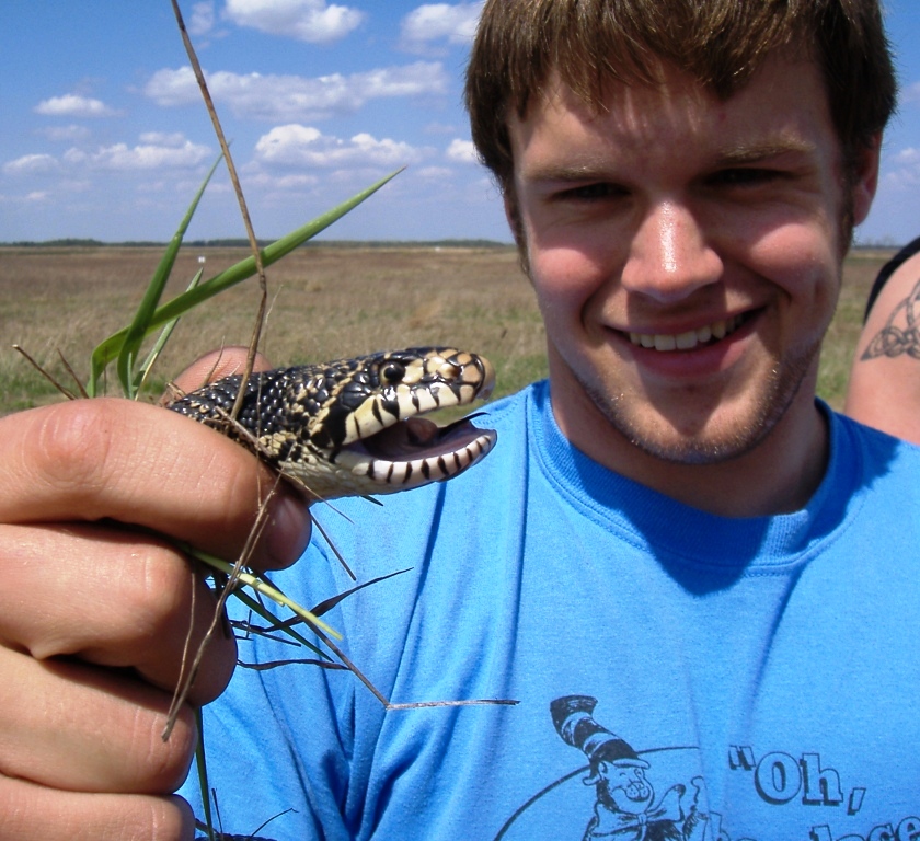 Pituophis catenifer.1
