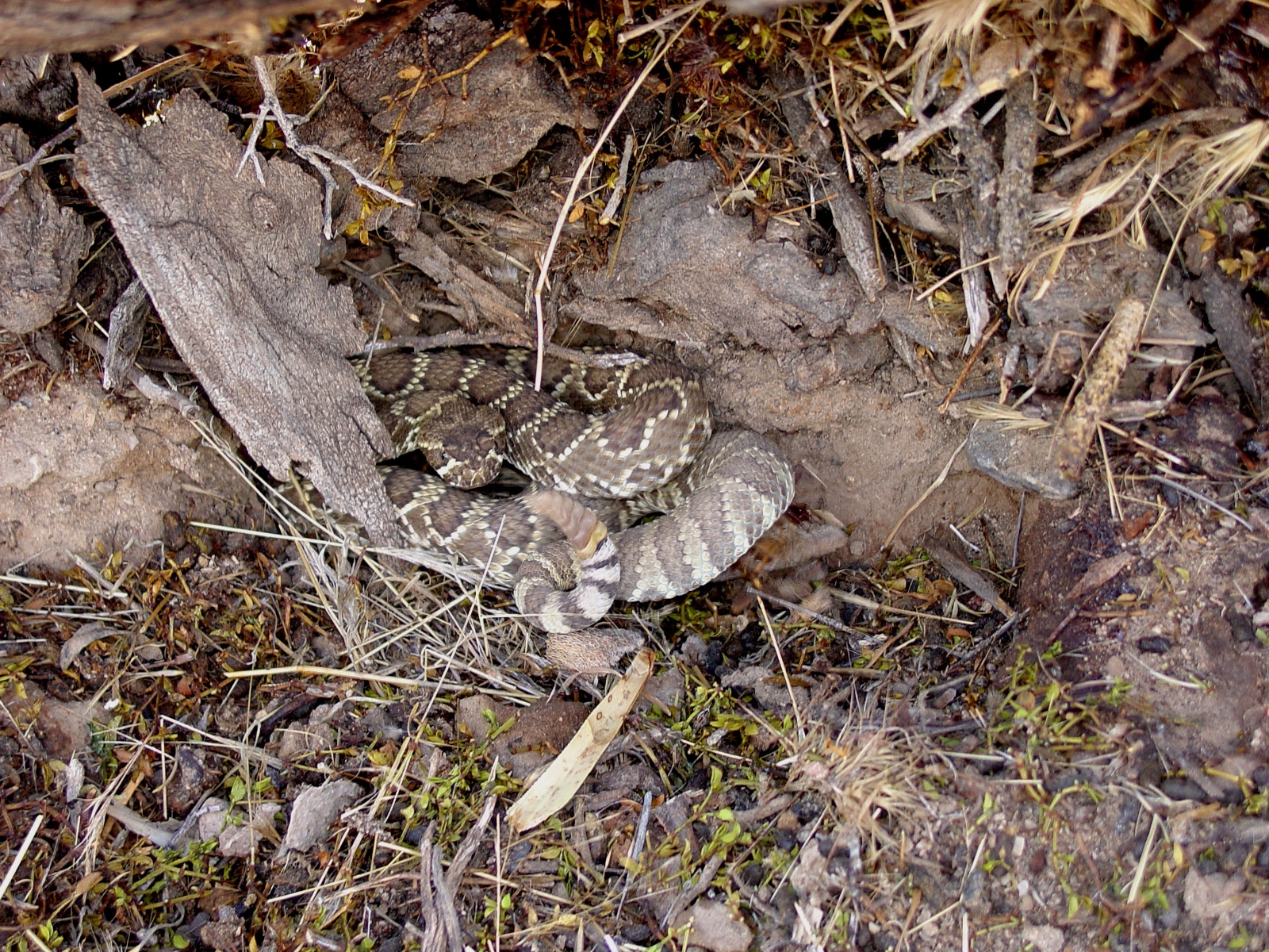 Crotalus scutalatus.vic. Cima, CA (Cima Rd).6 3 06.0375