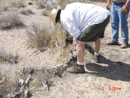 Germano turns log at mohave preserve