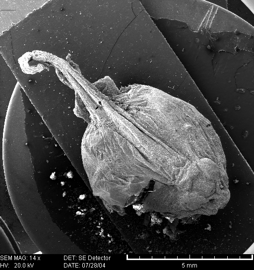 Tumlinson & Trauth 2006