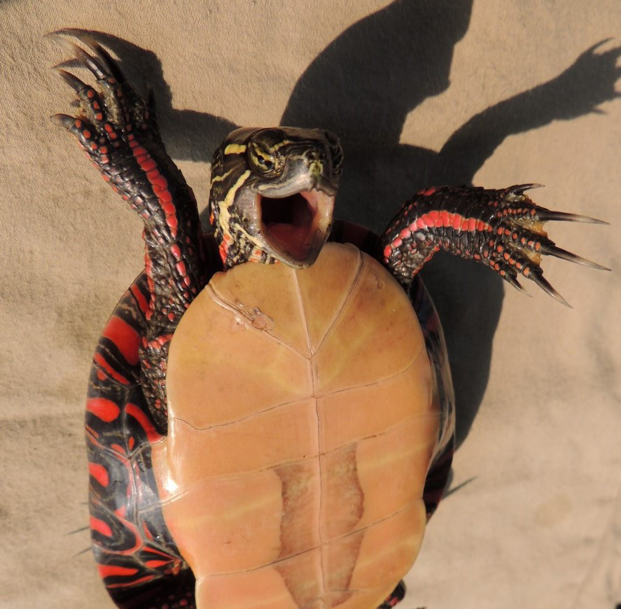 Dupuis-Désormeaux et al. 2017