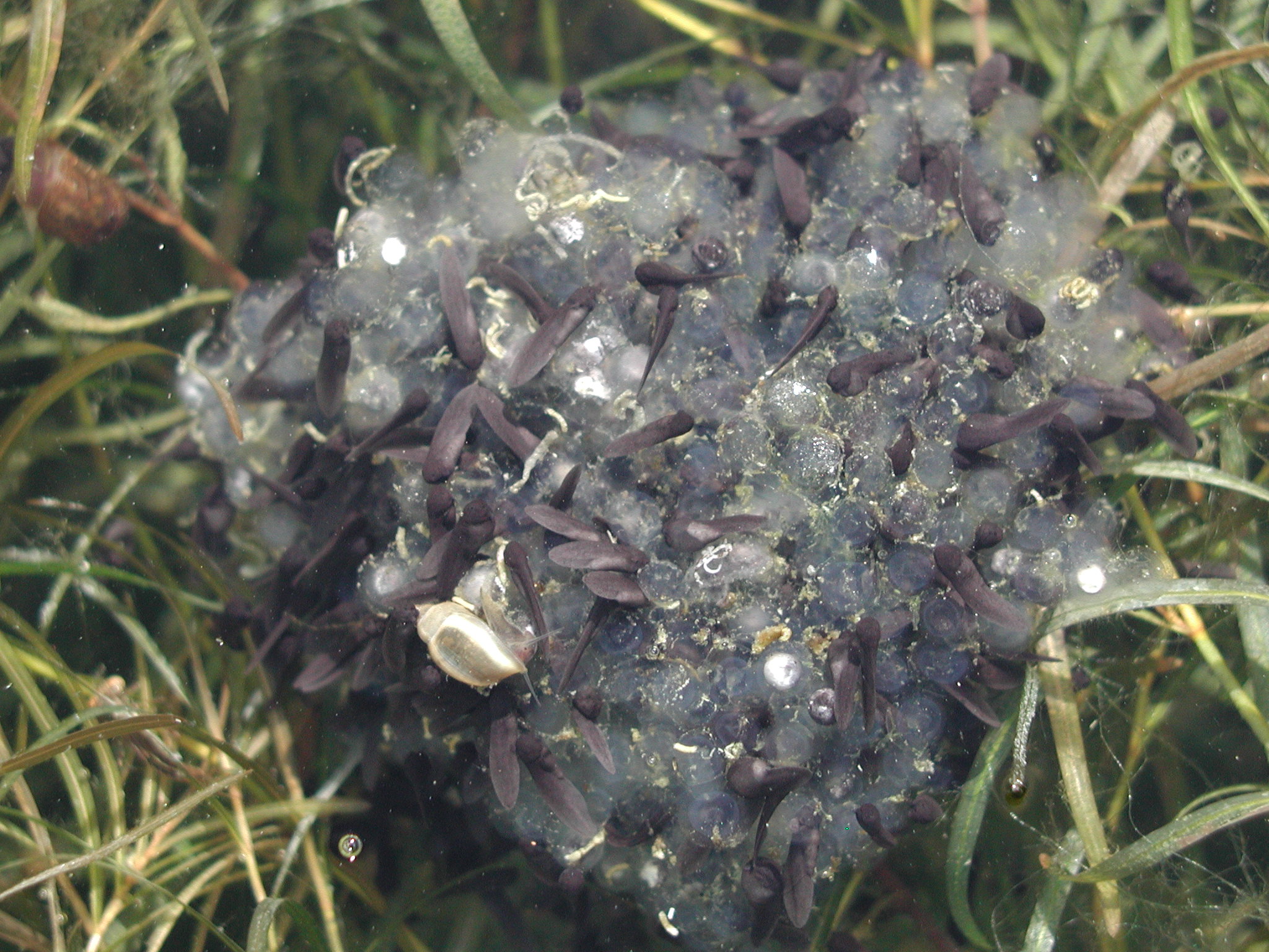 Hatching Tarahumara Frog egg mass