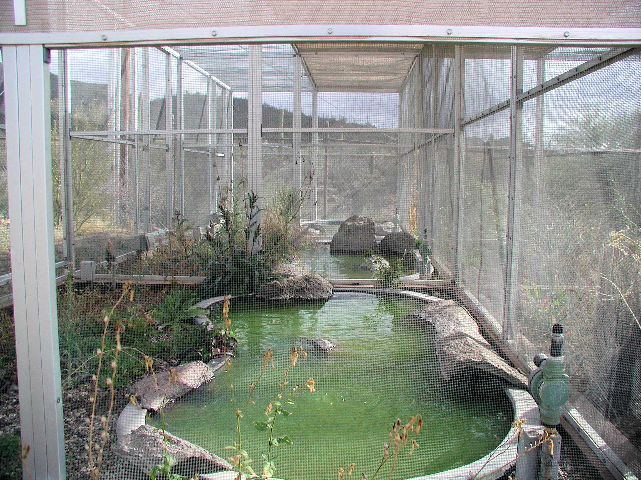 Rearing facility at Arizona Sonora Desert Museum