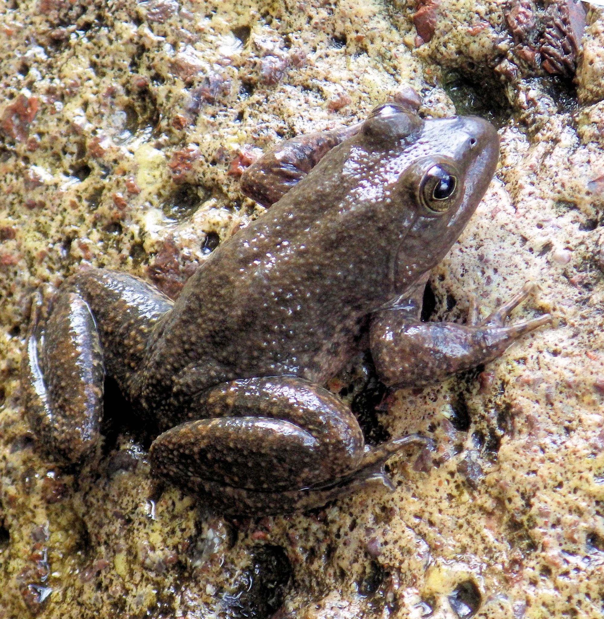 Subadult Tarahumara Frog