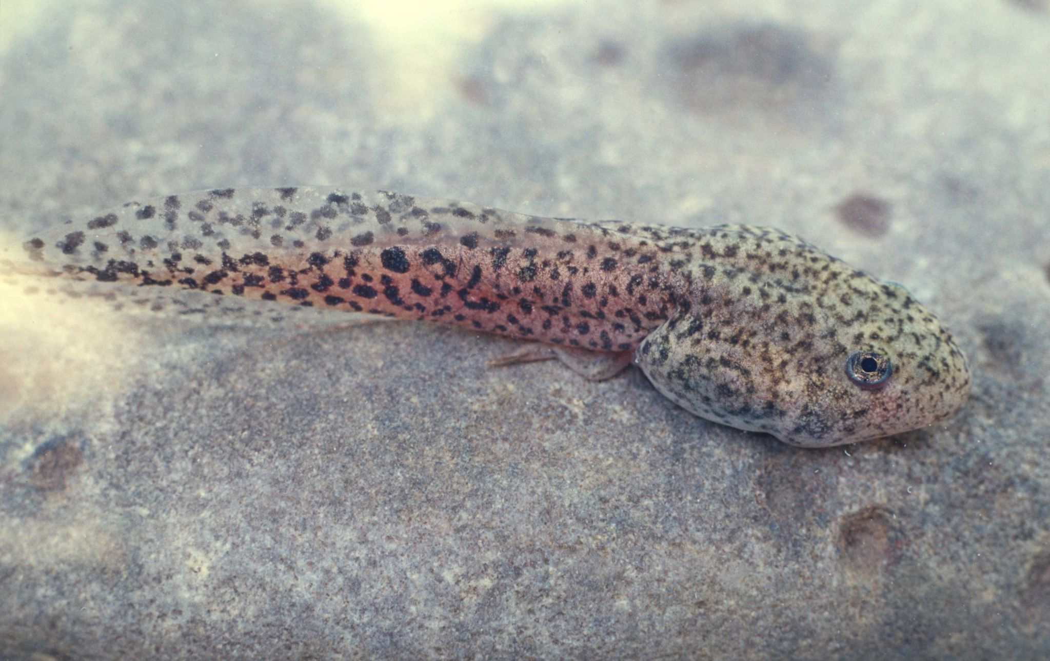 Tarahumara Frog late stage tadpole