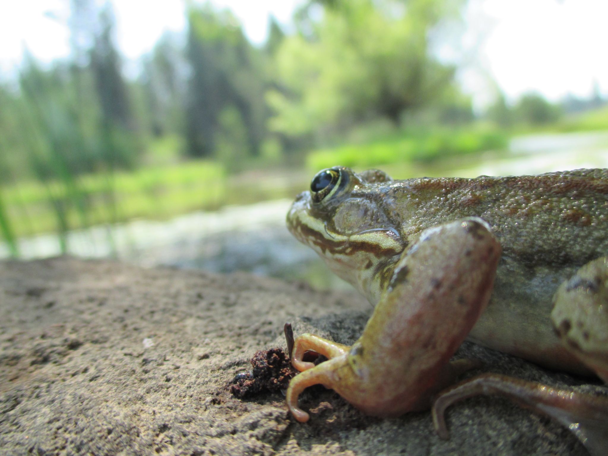 Columbia Spotted Frog