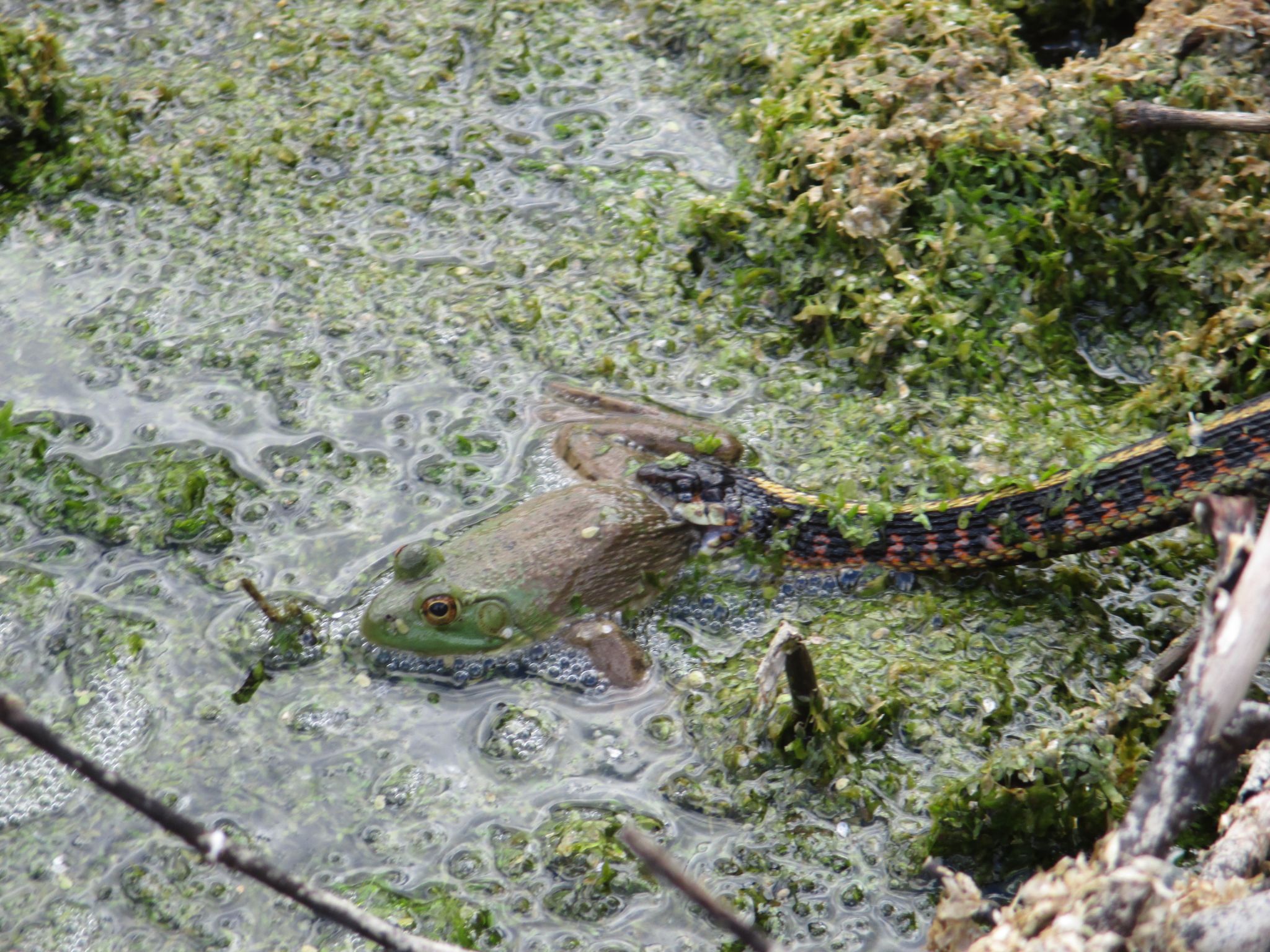Garter Snake Capturing Bullfrog
