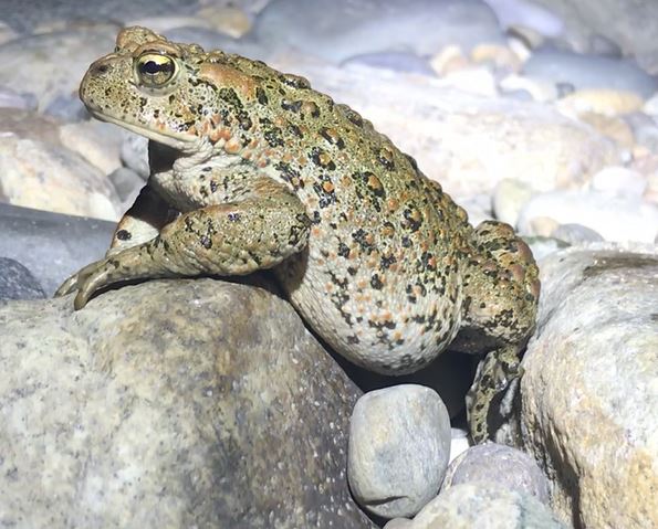 Western Toad