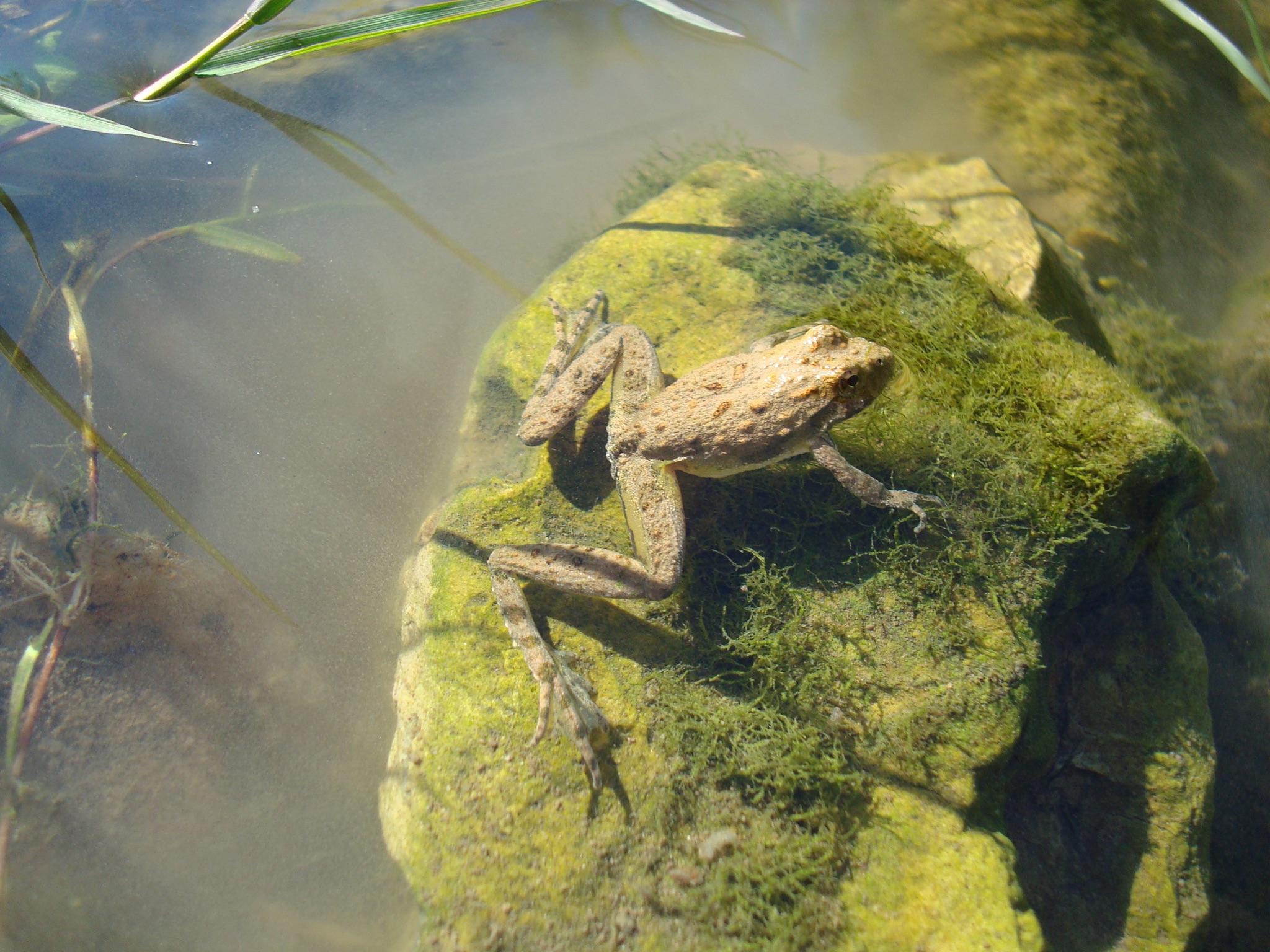 Blanchards Cricket Frog2