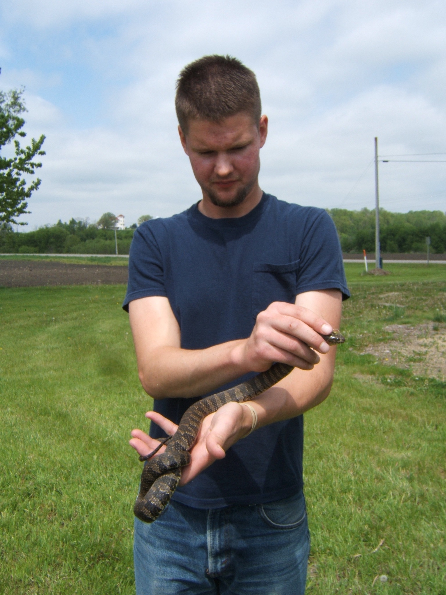 Nerodia sipedon Associate Species