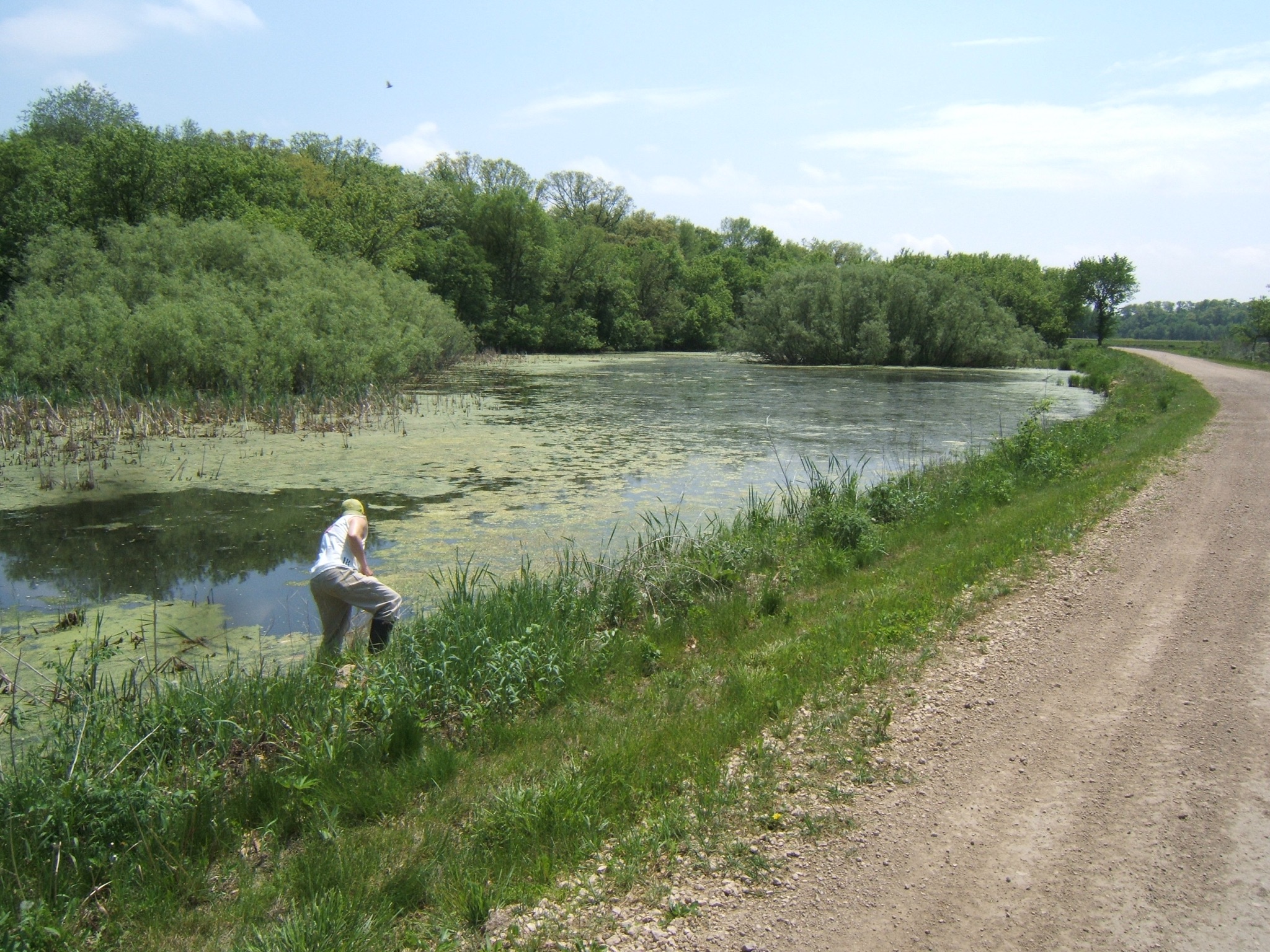 Site8 Breeding Wetland1