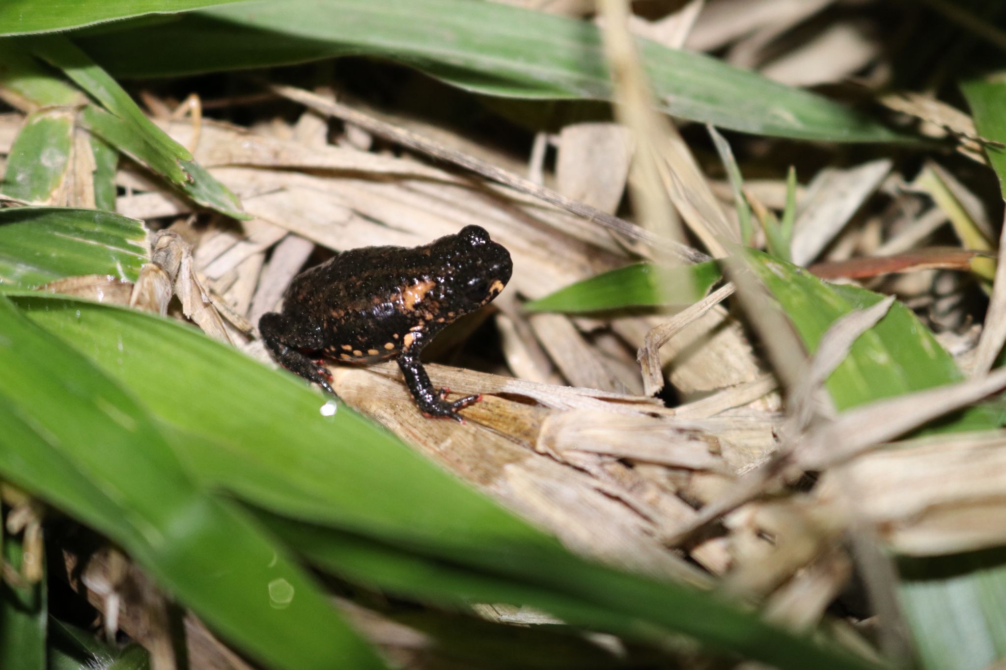 Melanophryniscus paraguayensis habitat