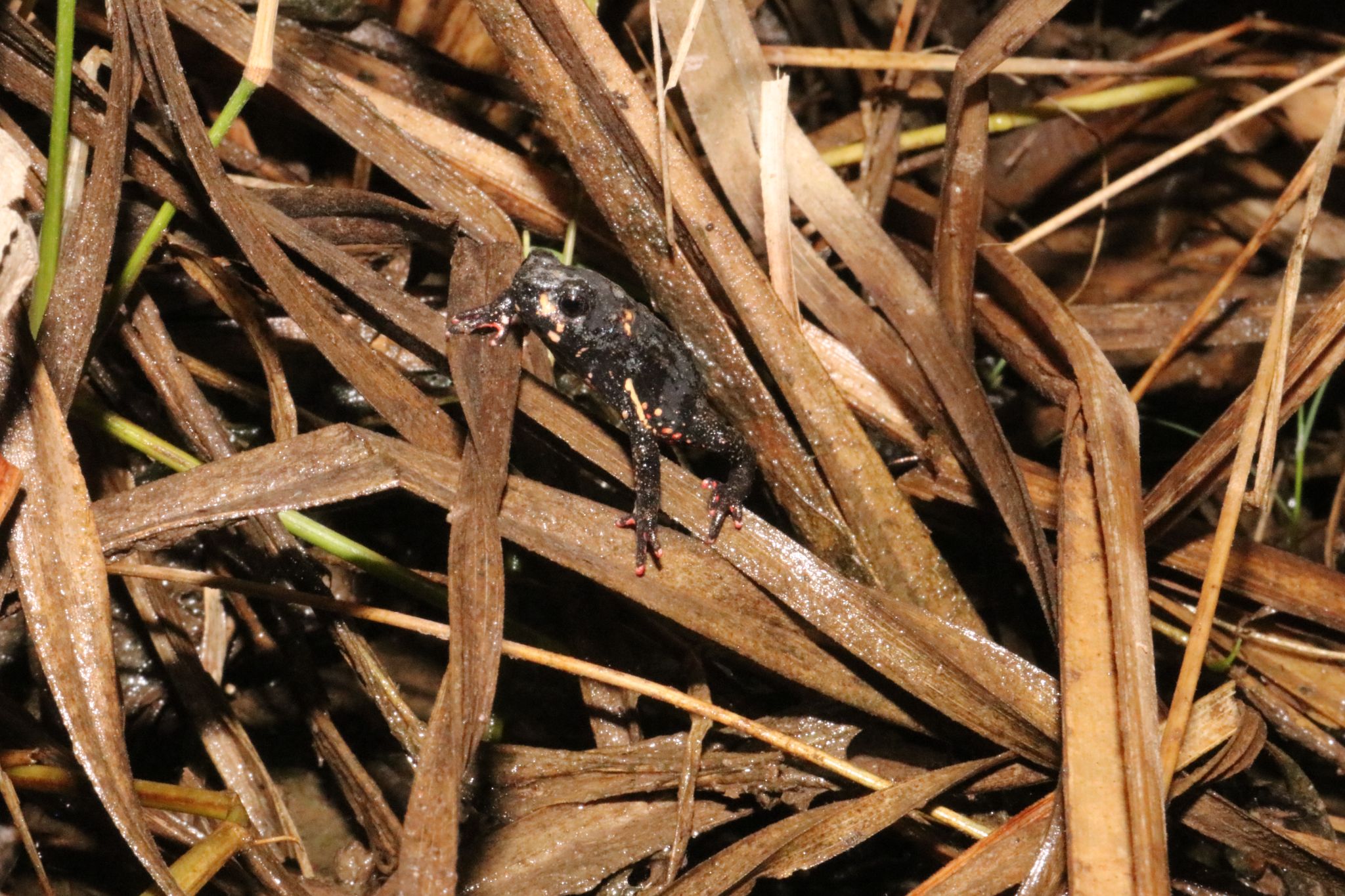 Melanophryniscus paraguayensis habitat 2