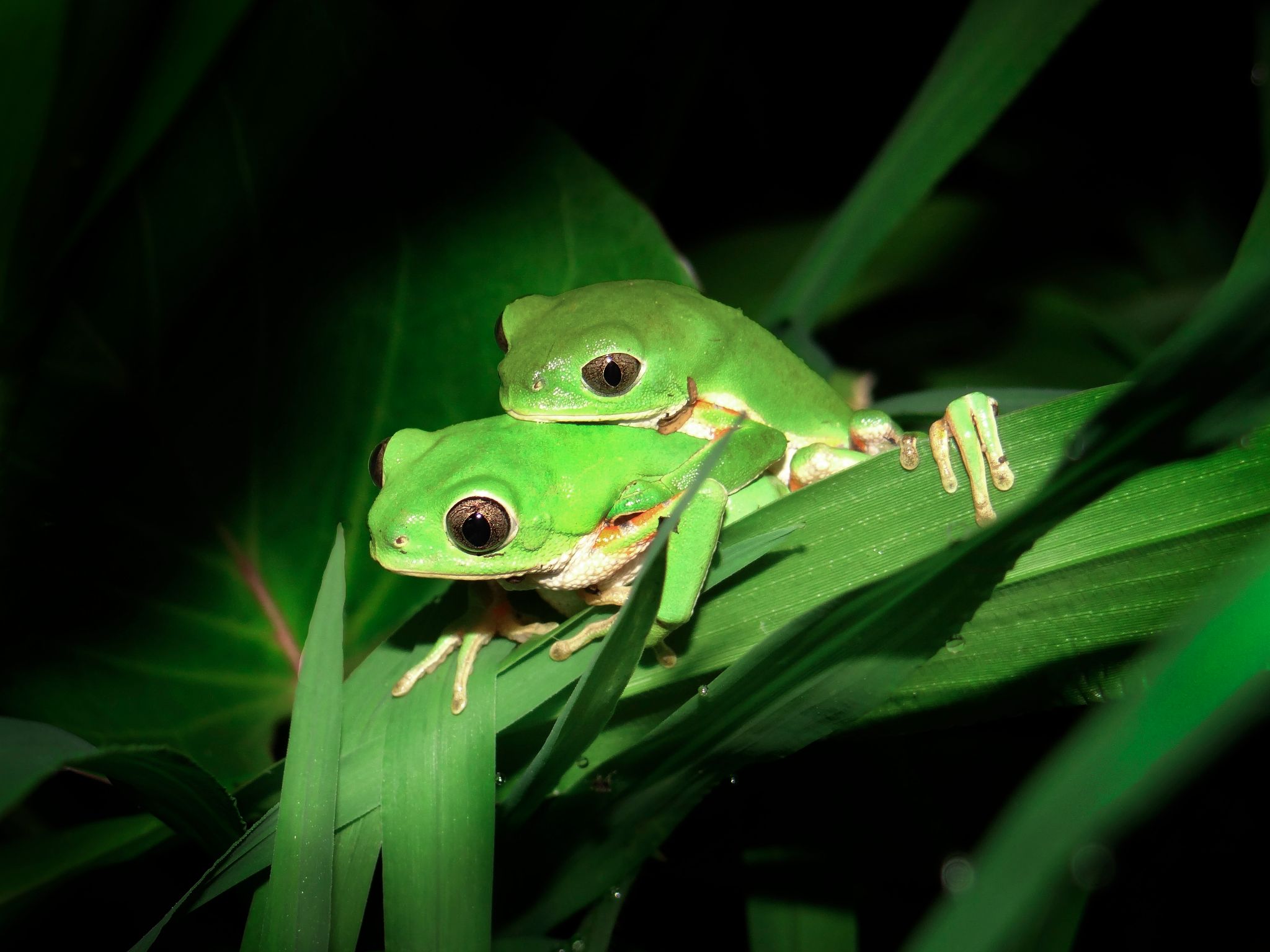Herpetological Conservation and Biology