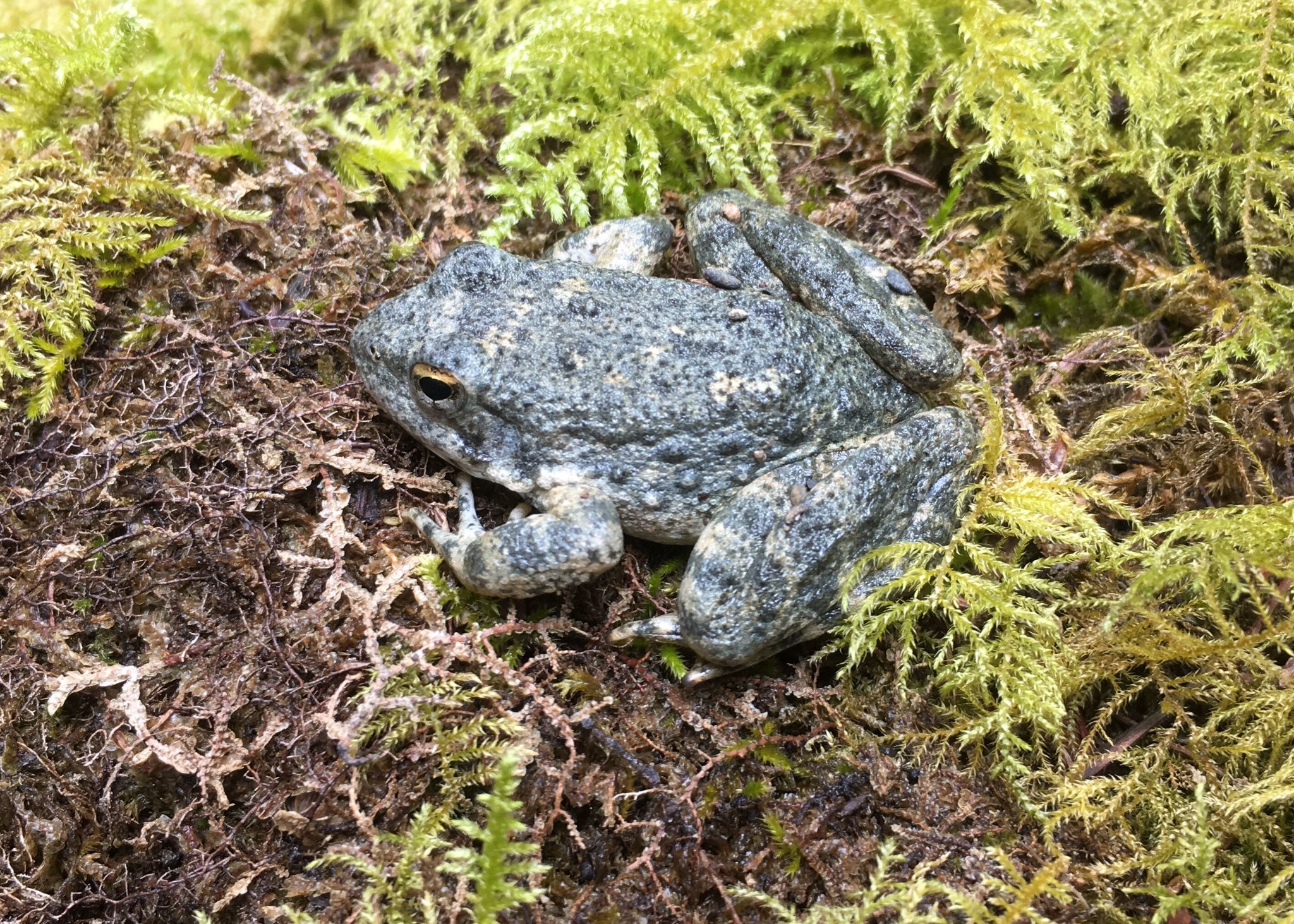 Adult RABO 2 WDevenport