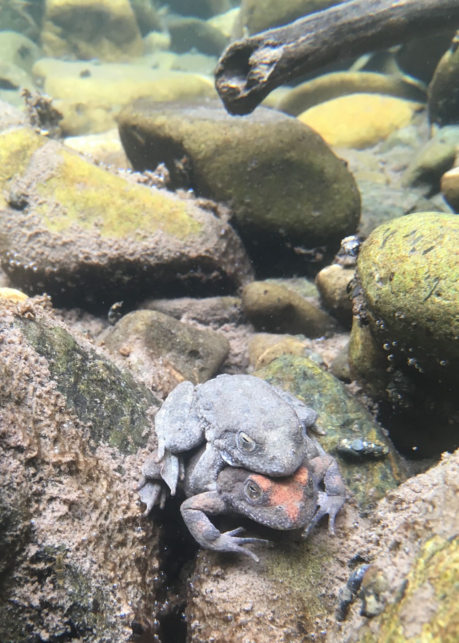 RABO amplexed MKluber