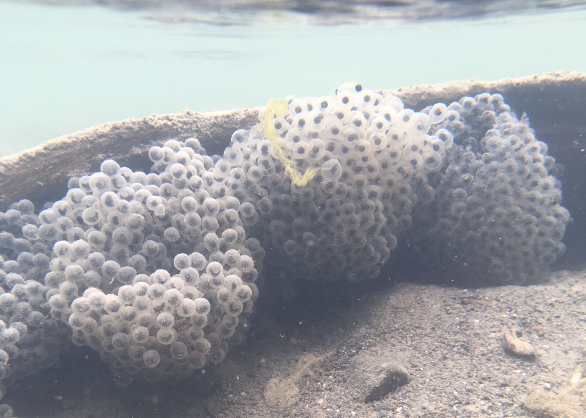 RABO ems attached wood WDevenport