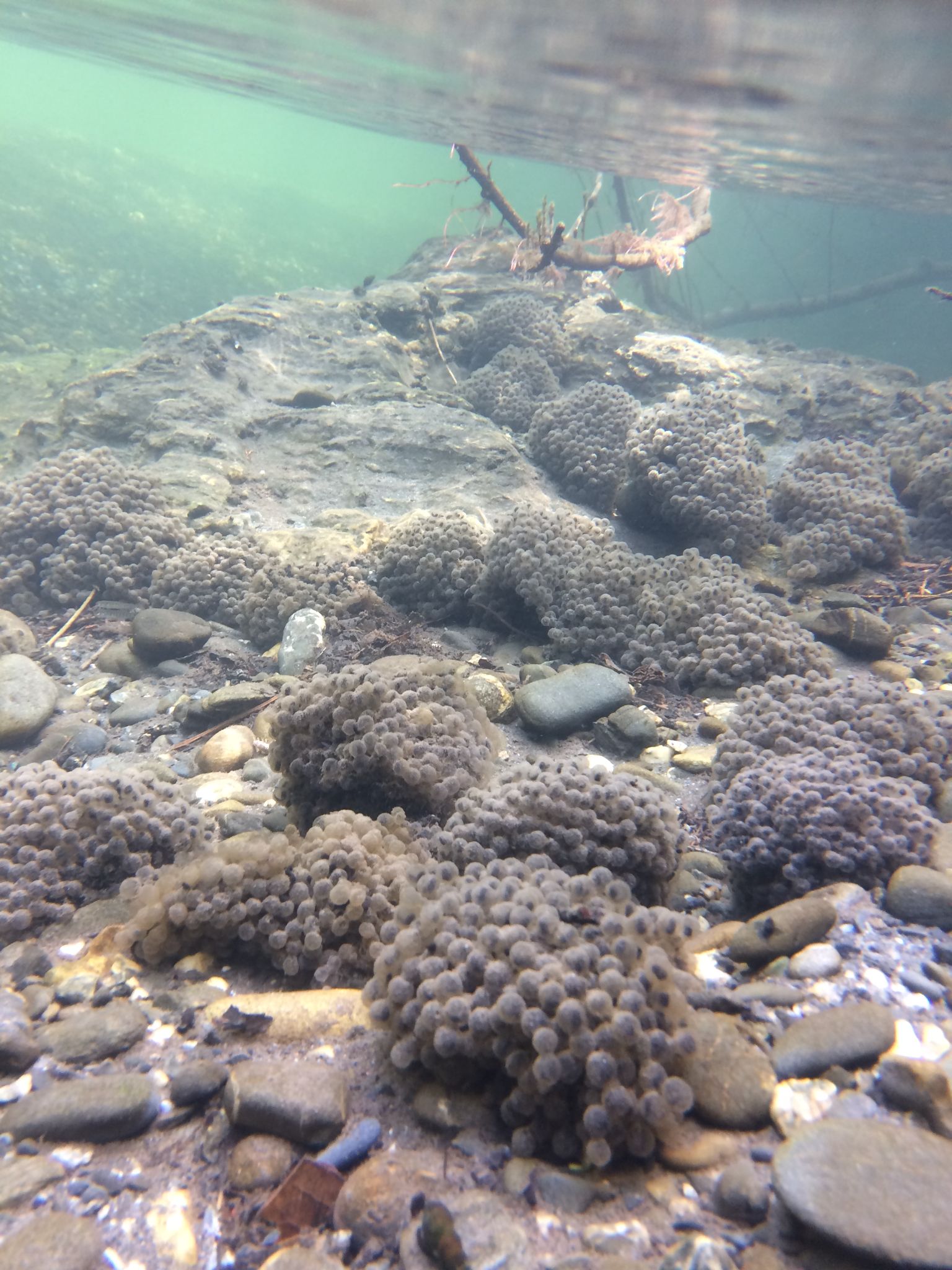 RABO ems underwater MKluber