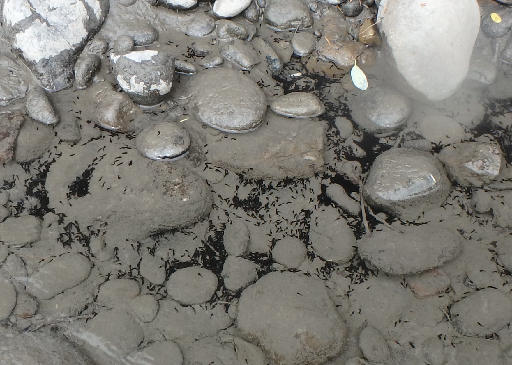 RABO hatchlings MKluber