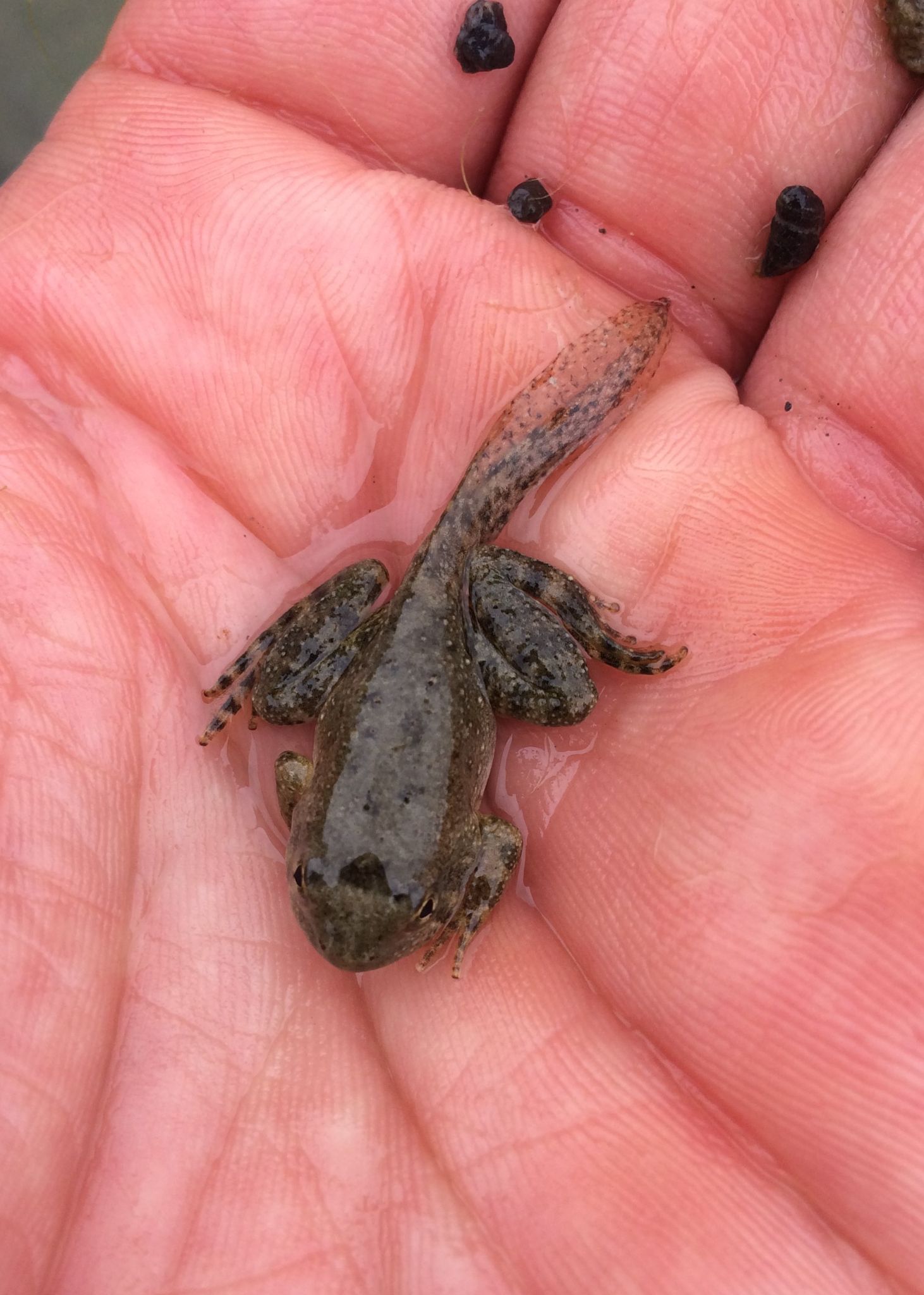 RABO metamorph WDevenport