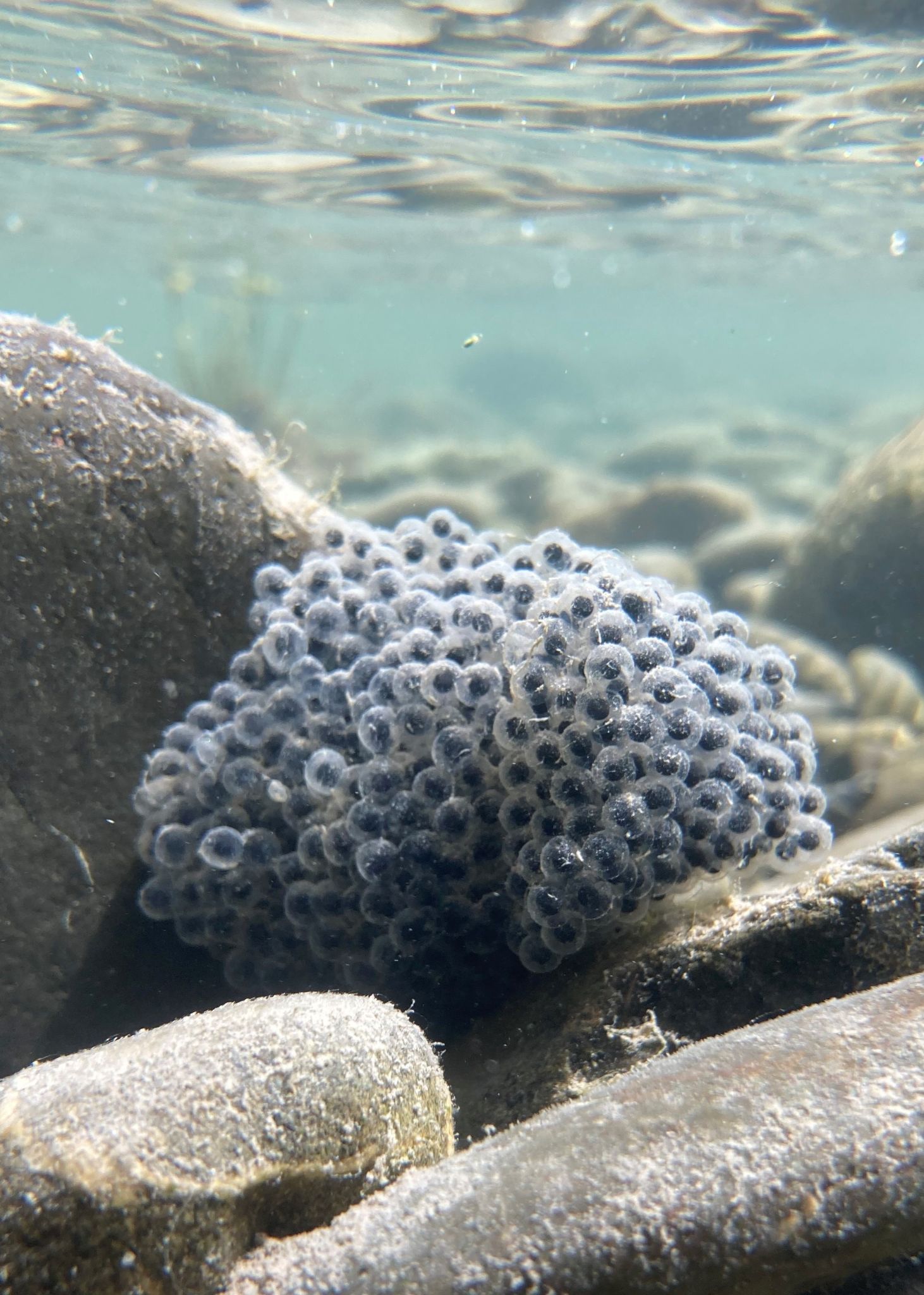 Herpetological Conservation and Biology