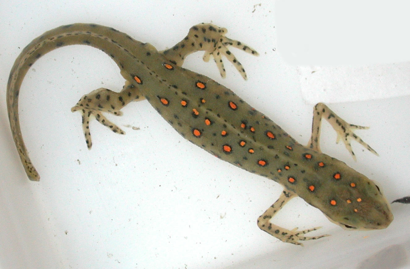 Aquatic adult NV with many spots   Grayson