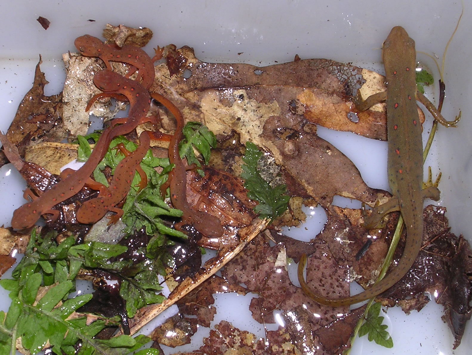 Terrestrial Adult and recently metamorphosed juvenile newts   Grayson