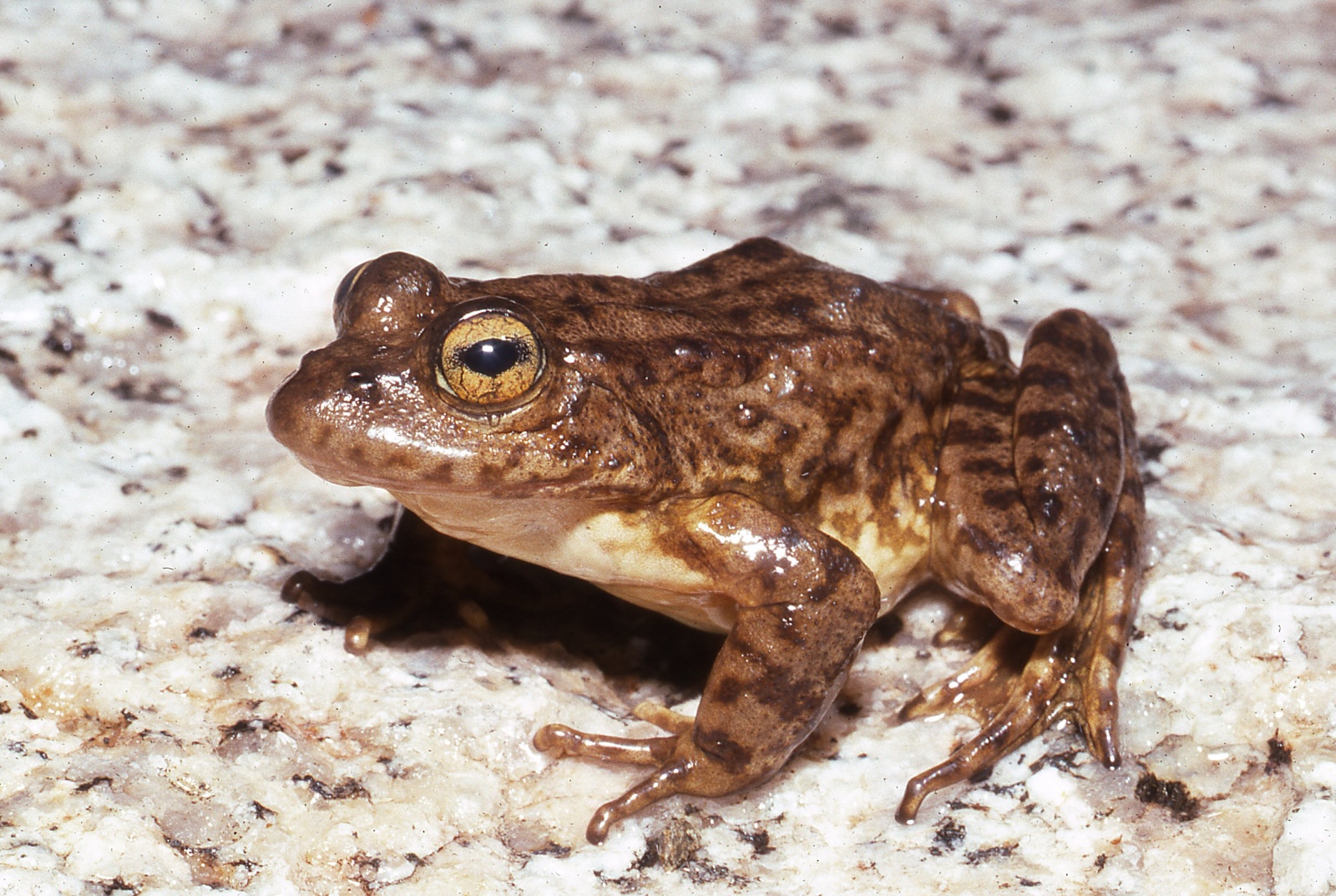 Fellers   Rana muscosa from Sixty Lakes Basin B