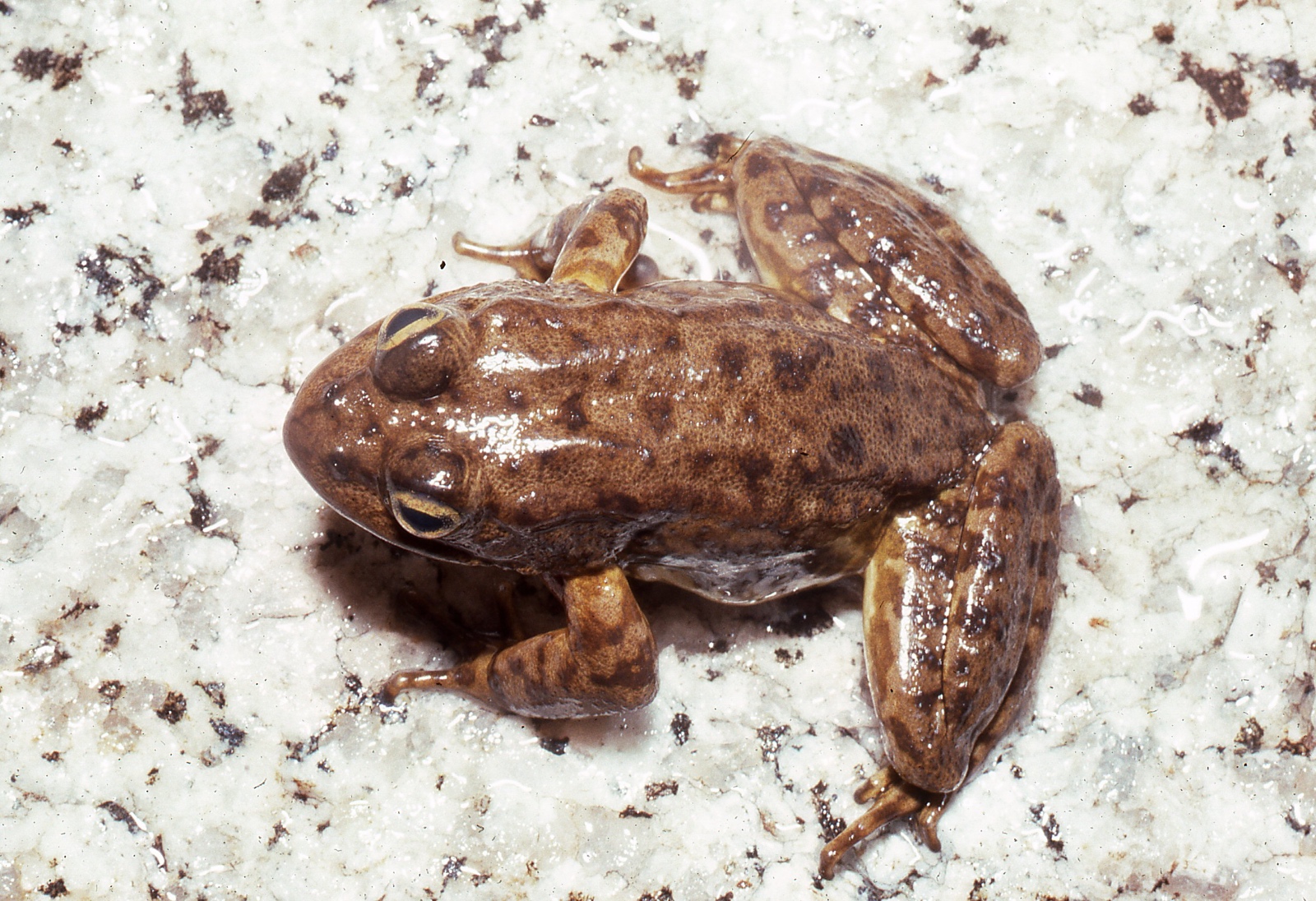 Fellers   Rana muscosa from Sixty Lakes Basin C