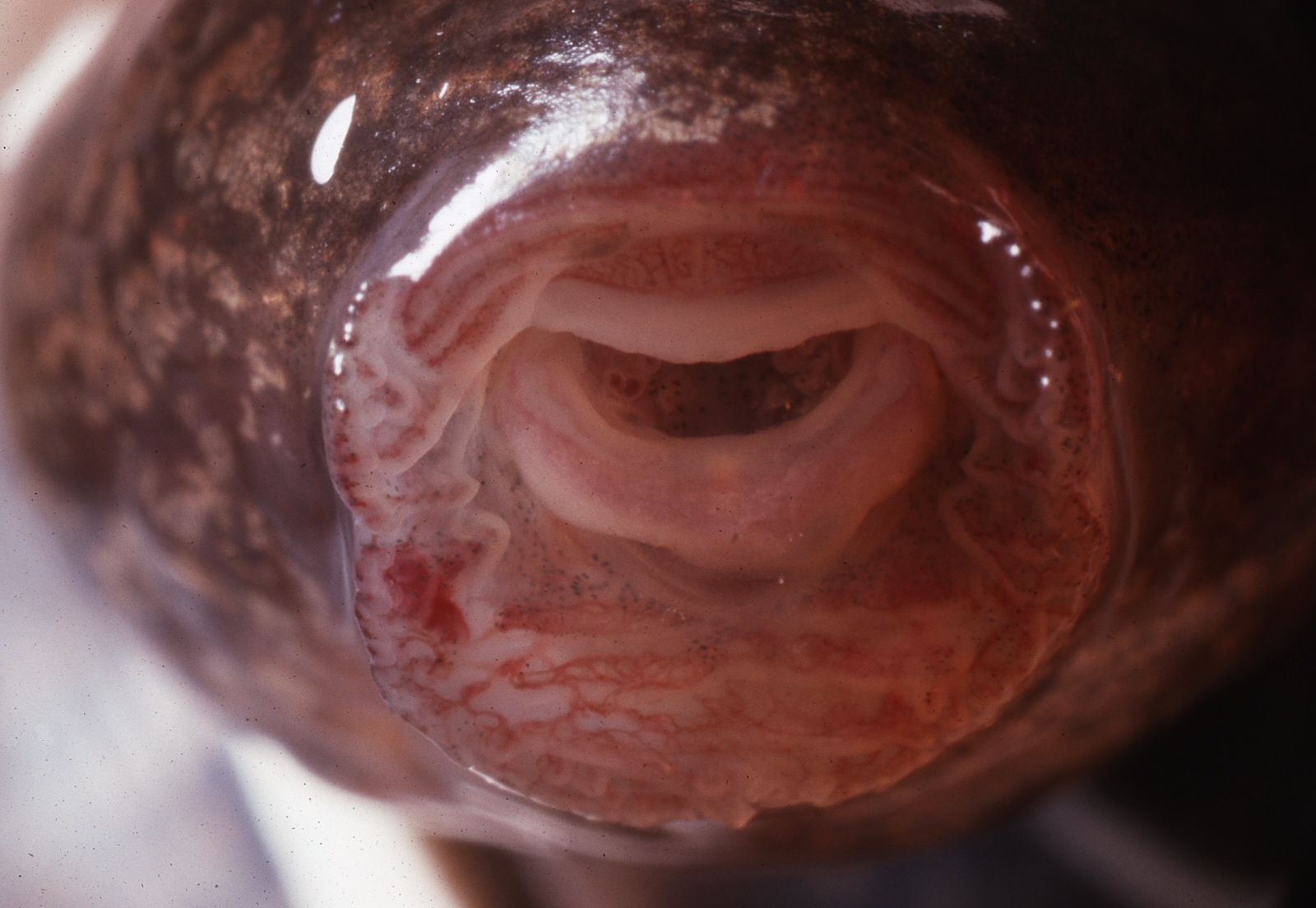 Fellers   Rana muscosa tadpole with chytridiomycosis