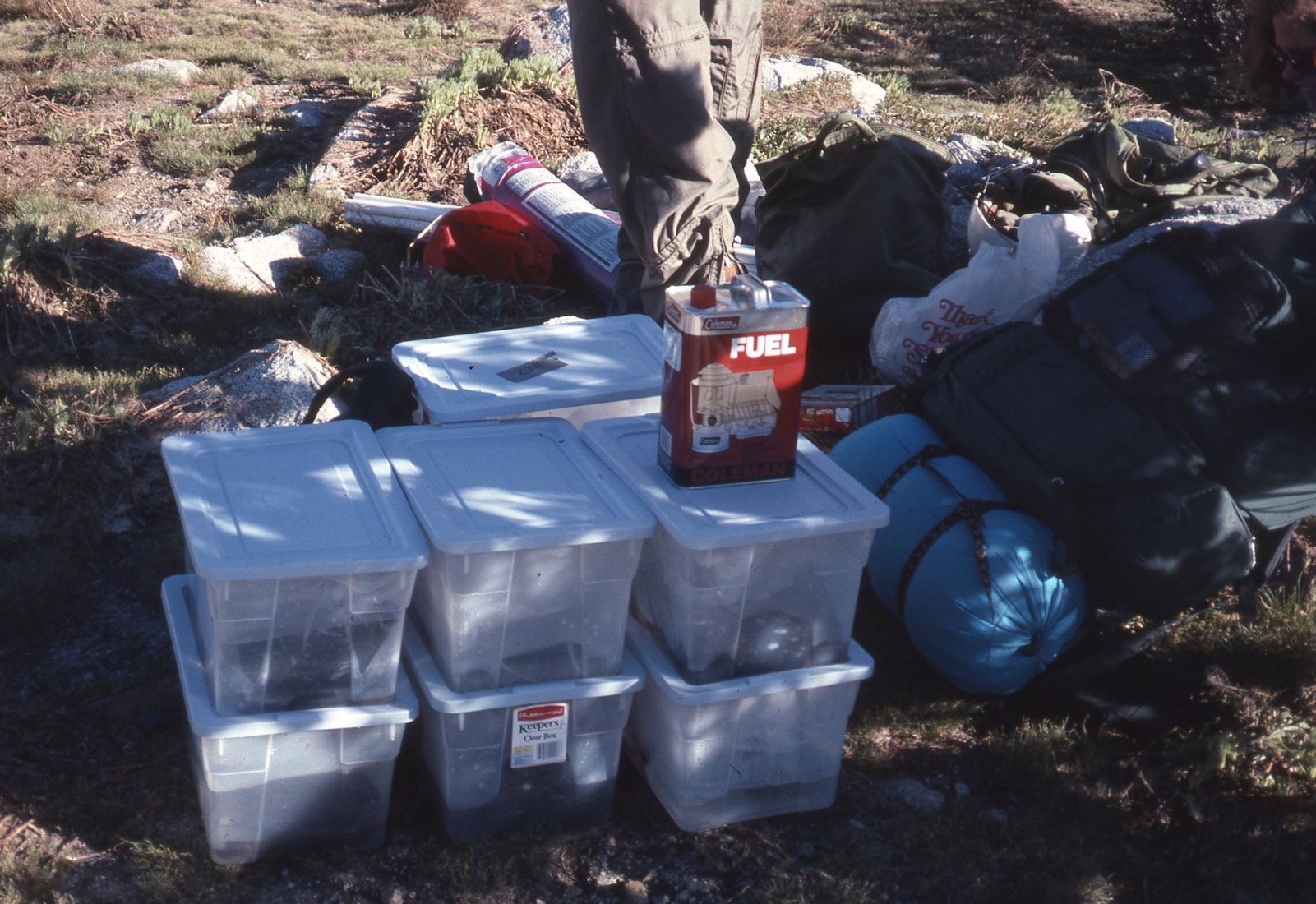 Tadpoles in ziplock bags and boxes ready for transport