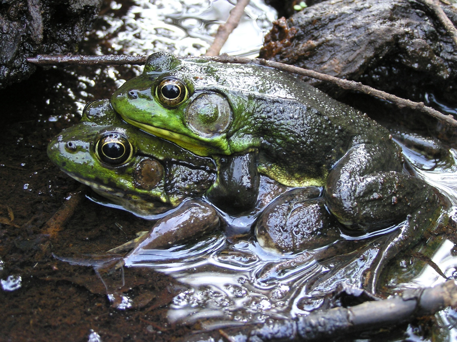 Karraker RACL amplex sm