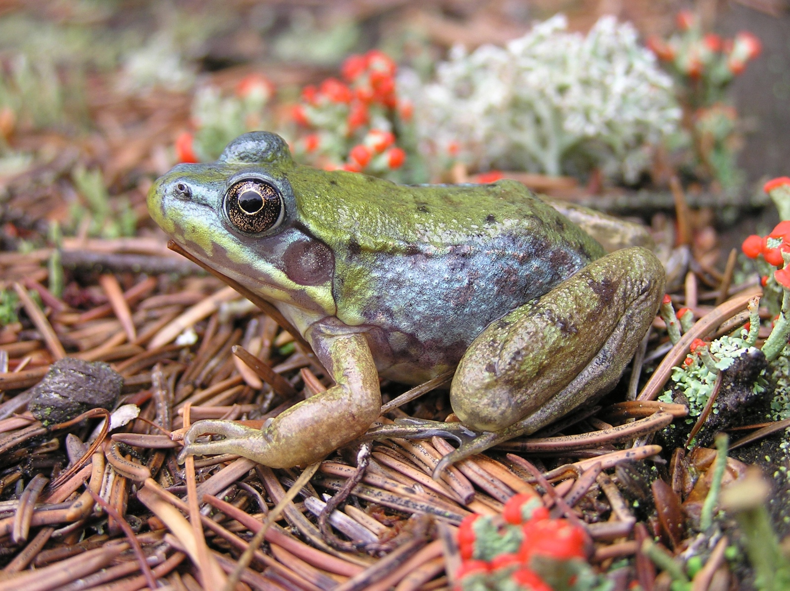 Karraker RACL blue sm