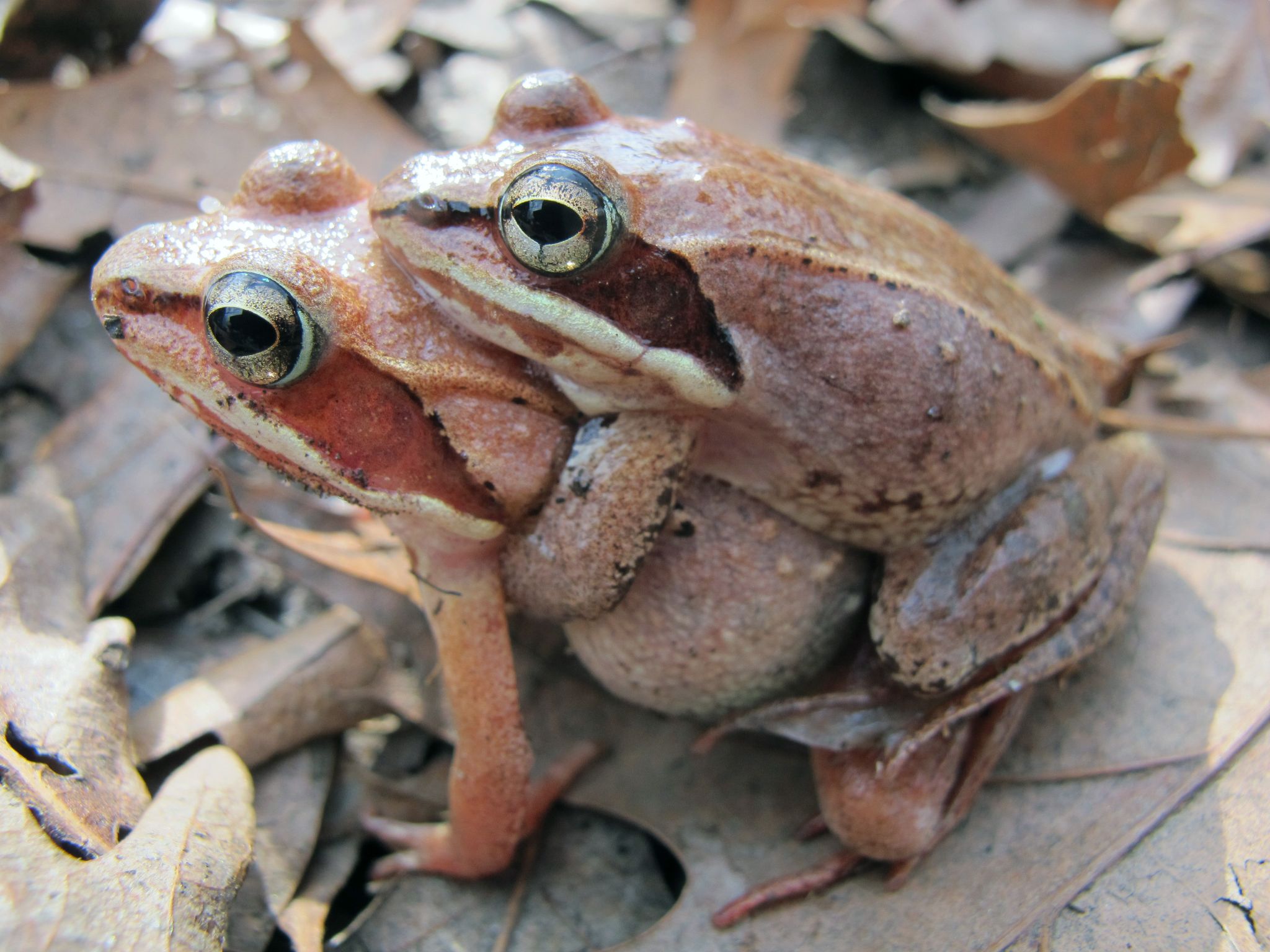 Warburton et al. 2025