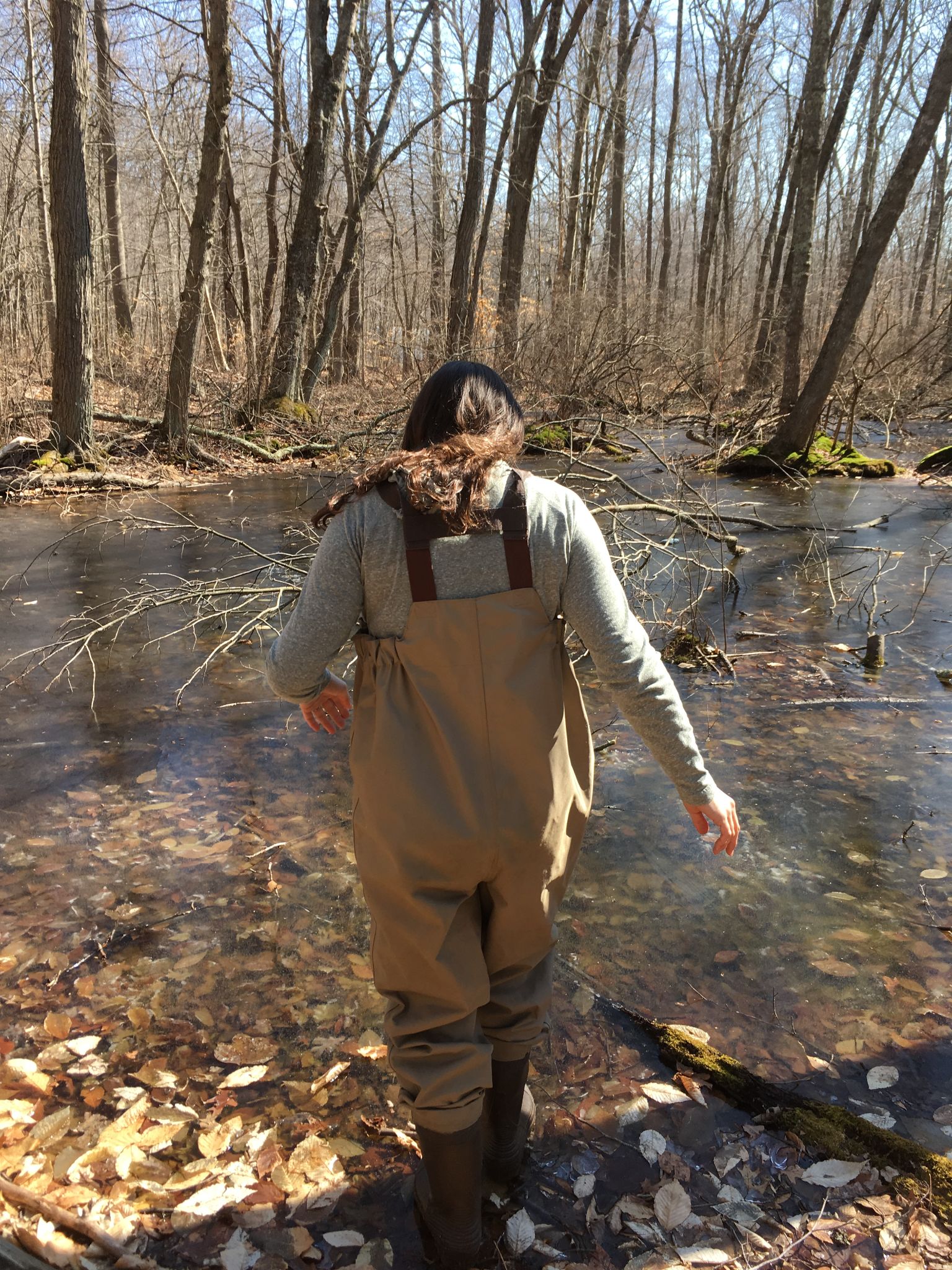 WoodFrog Sampling Swierk