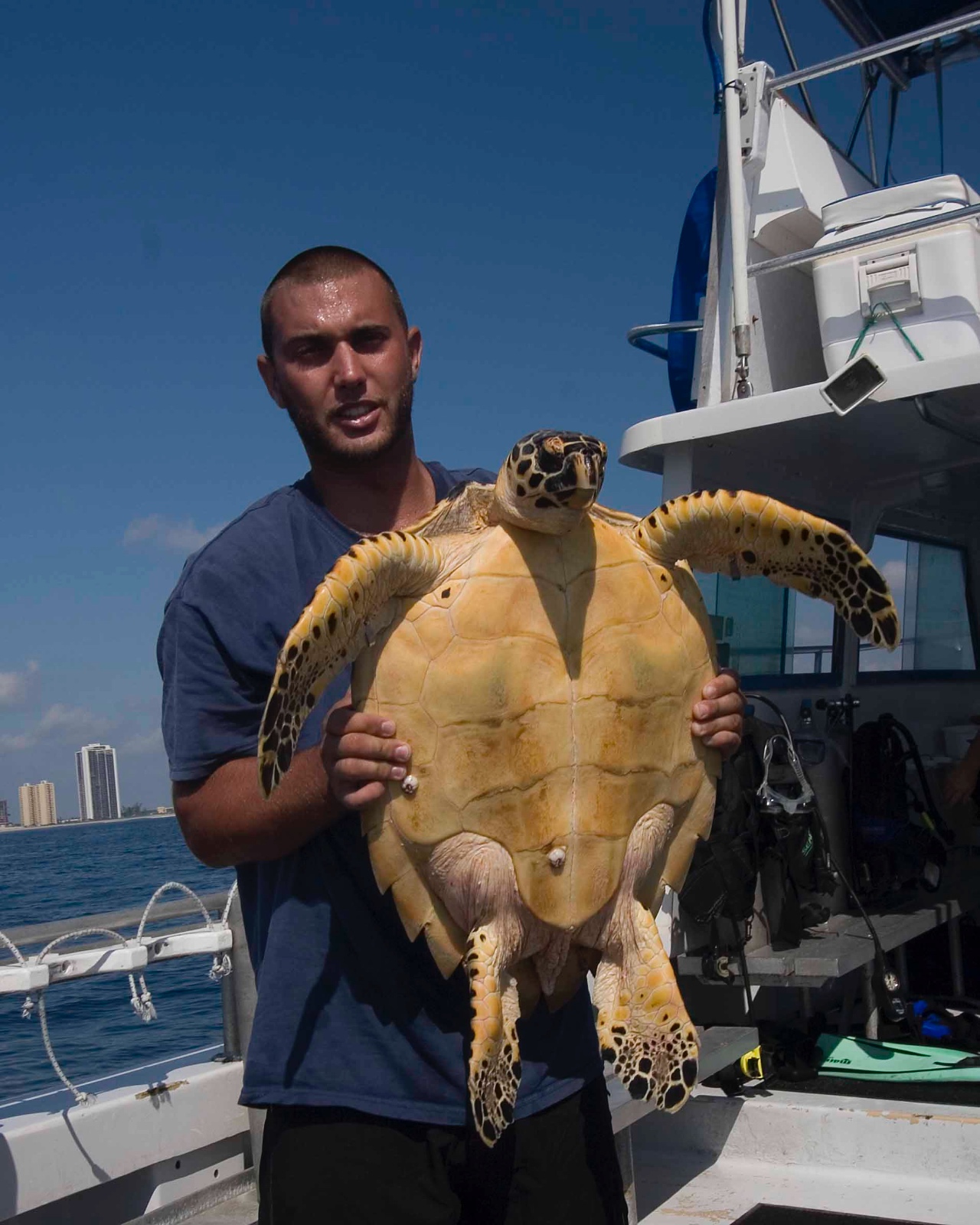 Eretmochelys imbricata assistant with turtle Jim Abernethy