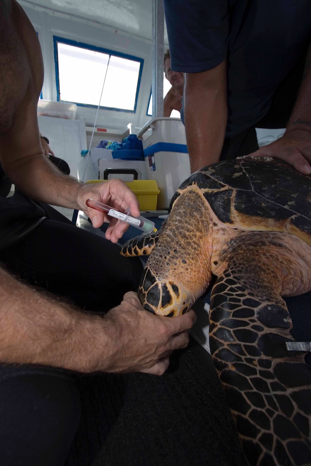 Eretmochelys imbricata blood draw Jim Abernethy