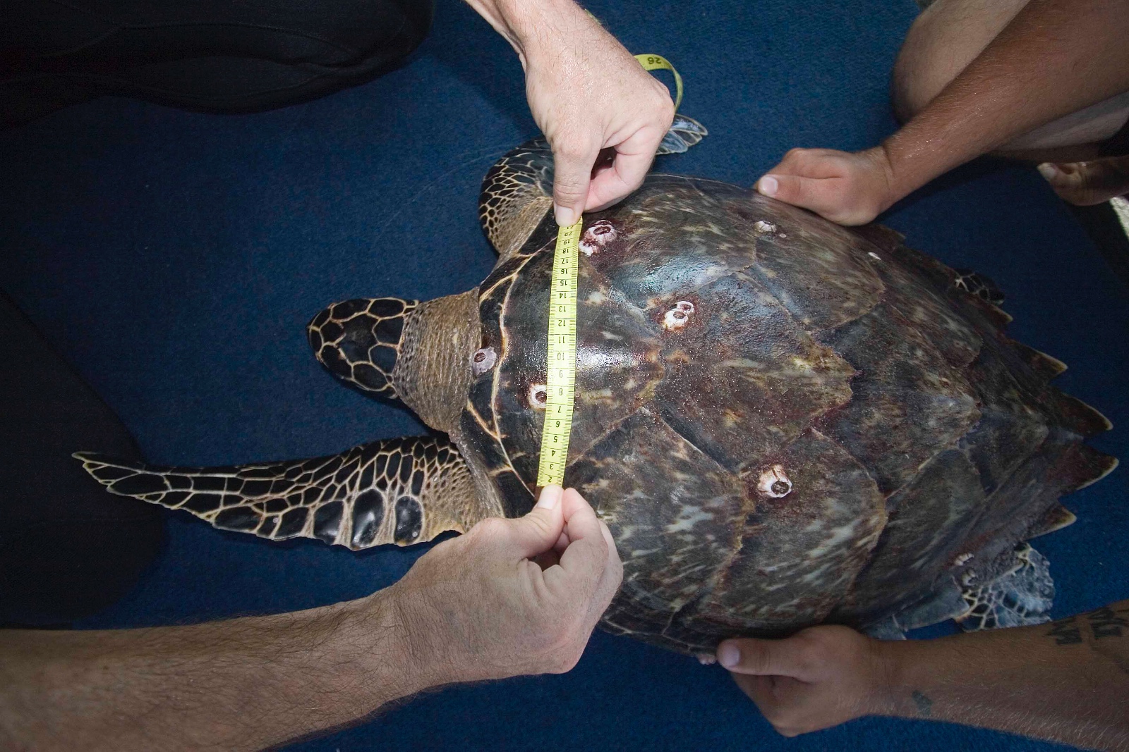 Eretmochelys imbricata carapace measurement Jim Abernethy
