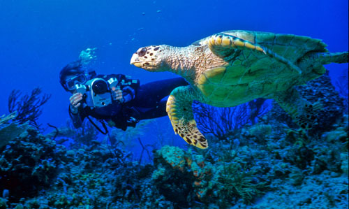 070105 met Turtle Tagging27