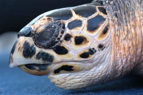 070105 met Turtle Tagging17