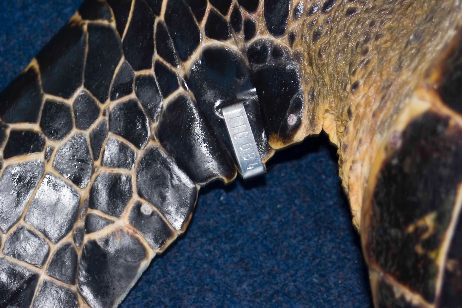 Eretmochelys imbricata tag on flipper Jim Abernethy