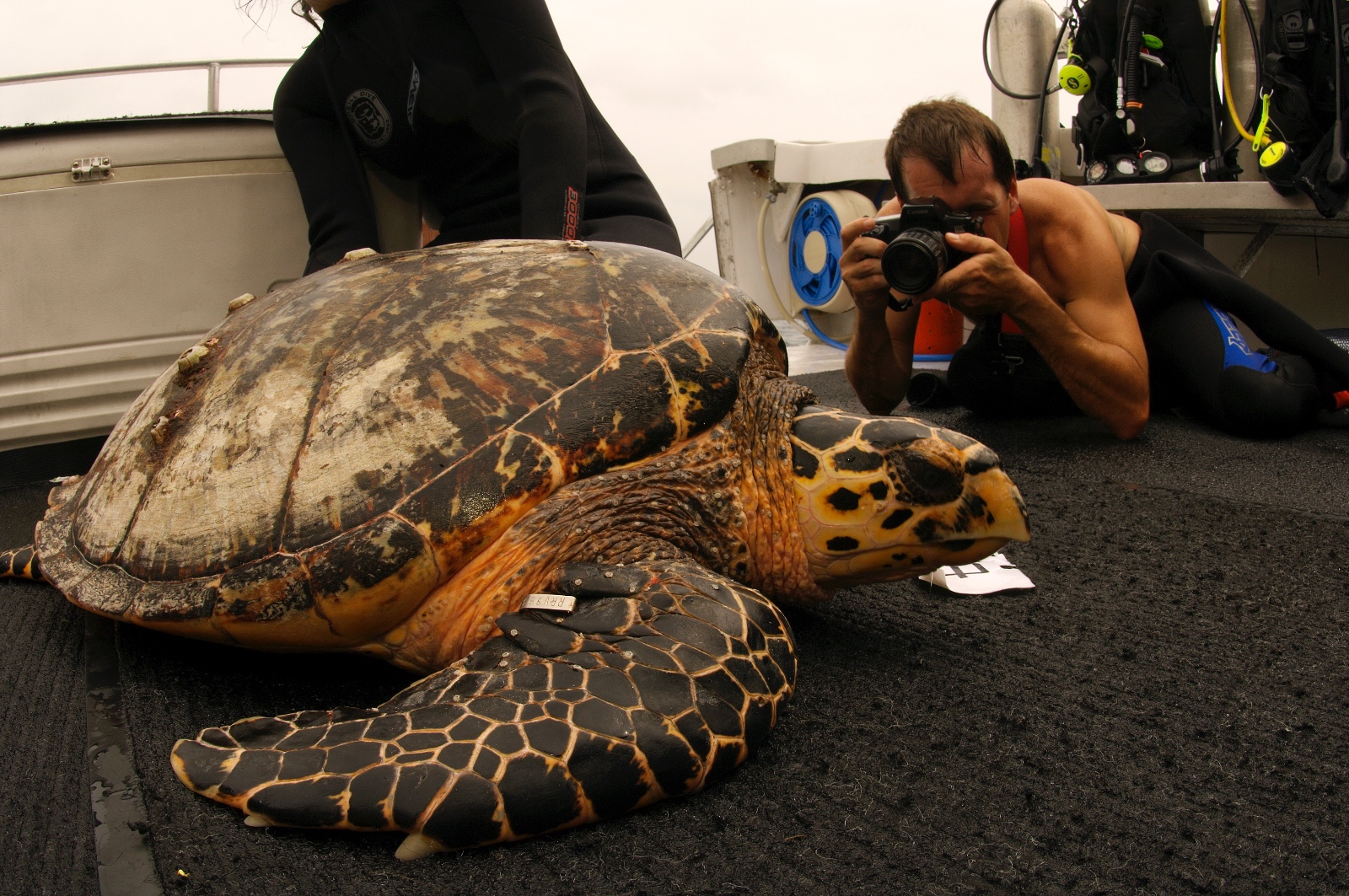 Eretmochelys imbricata taking photos JohnLopinot