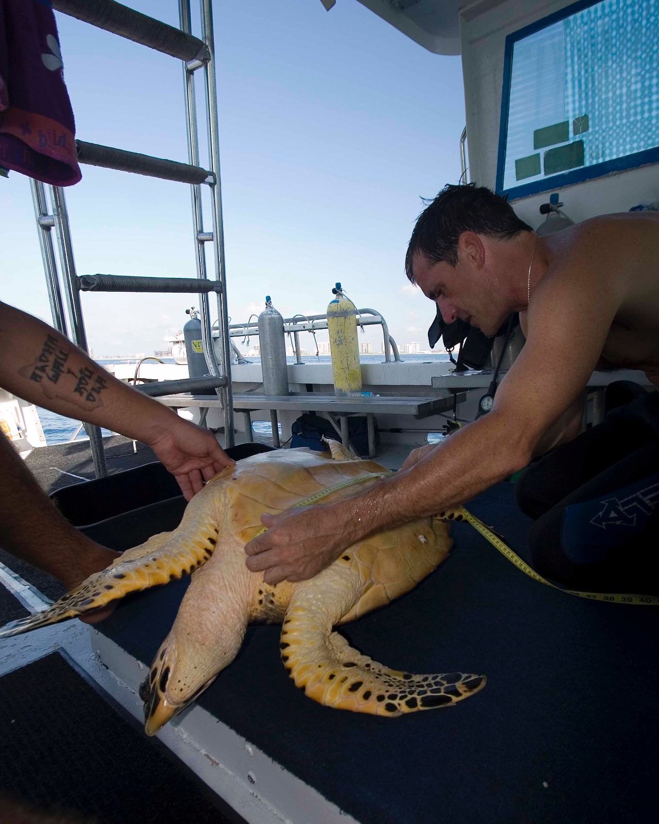 Eretmochelys imbricata underside measurement Jim Abernethy