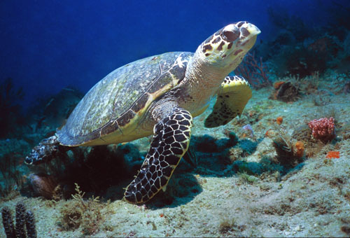 Hawksbill Sea Turtle 1291A-16