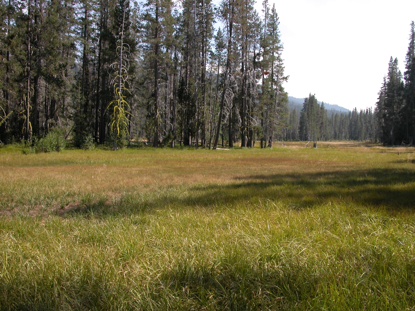 Carter Meadow Aug 21 2002