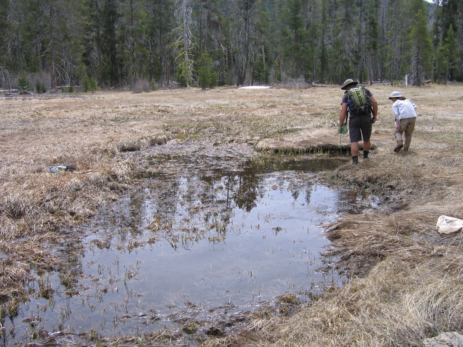 Carter Meadow frog surveys (Jon Stead)