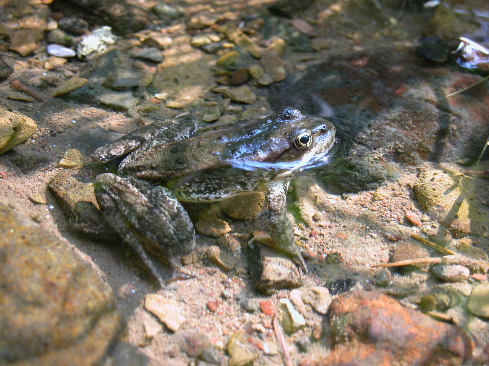 Rana cascadae Cascade Mtns (Shasta Co) 2